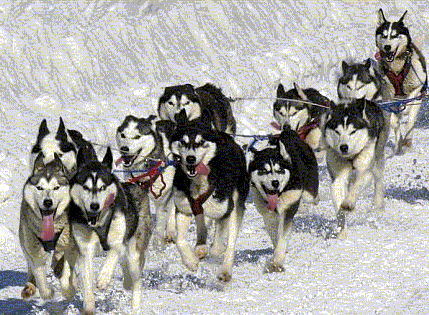 [Image: Sled-Dogs-a.gif]